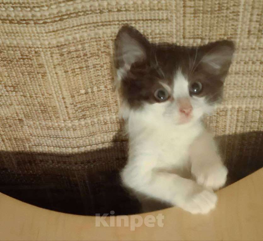 Кошки в Москве: Котенок-карапузик в добрые руки, 1,5 мес Мальчик, Бесплатно - фото 2