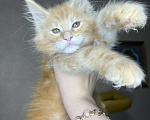 Кошки в Краснодаре: Мейнкун котята Мальчик, 45 000 руб. - фото 1