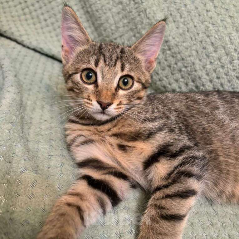 Кошки в Москве: Двухмесячный котенок Марсик Мальчик, Бесплатно - фото 2