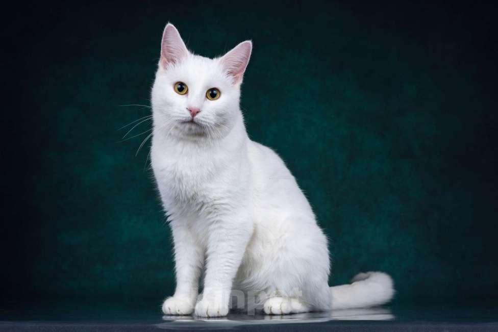 Кошки в Москве: Зефир ищет дом Мальчик, Бесплатно - фото 1