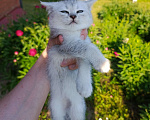 Кошки в Москве: Продам Шотландских вислоухих котят Девочка, 12 000 руб. - фото 8