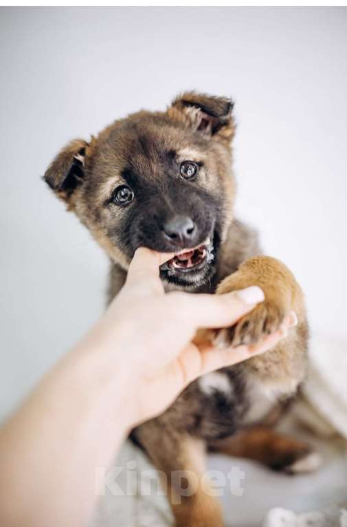 Собаки в Видном: Мия Девочка, Бесплатно - фото 1