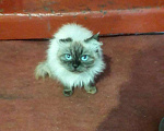 Кошки в Полярном: Серьезная кошка для добрых хозяев, Бесплатно - фото 4