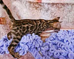 Кошки в Называевске: Бенгальские котятата, 15 000 руб. - фото 4