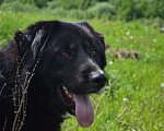 Собаки в Яхроме: Алтай в добрые руки Мальчик, Бесплатно - фото 1