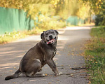 Собаки в Москве: Голубой Стафф Сильвер в дар Мальчик, Бесплатно - фото 2