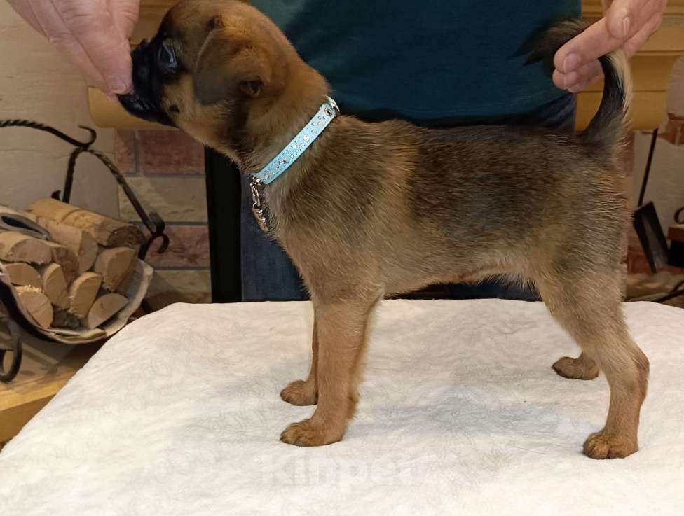 Собаки в Тюмени: Щенок пти брабансончик Мальчик, 40 000 руб. - фото 2