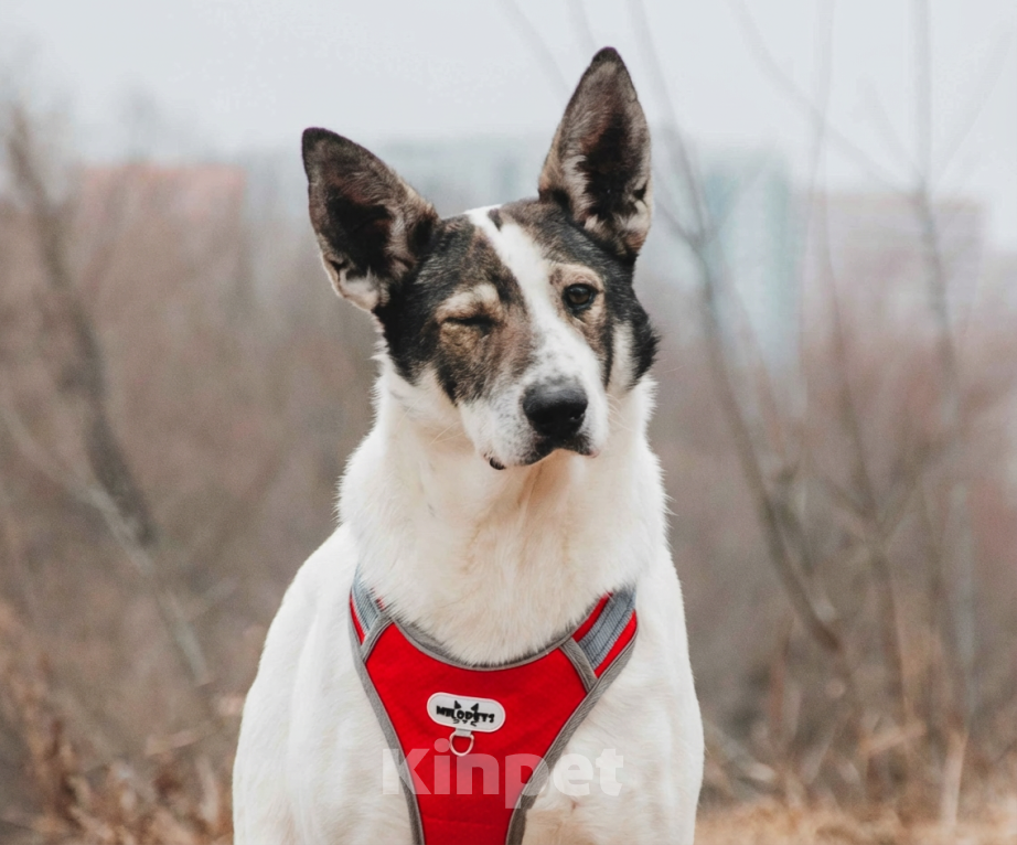 Собаки в Москве: Без глазика, но с большим сердцем. Гоша - уникальный, добрый пёс-друг из приюта в добрые руки Мальчик, Бесплатно - фото 1