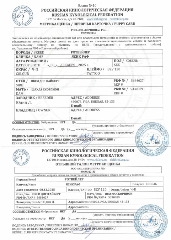 Собаки в Новотроицке: Продам щенка породы ротвейлер Мальчик, 10 000 руб. - фото 3
