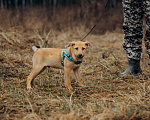 Собаки в Москве: Рыжий, маленький лисёнок в поисках дома! Мальчик, Бесплатно - фото 4