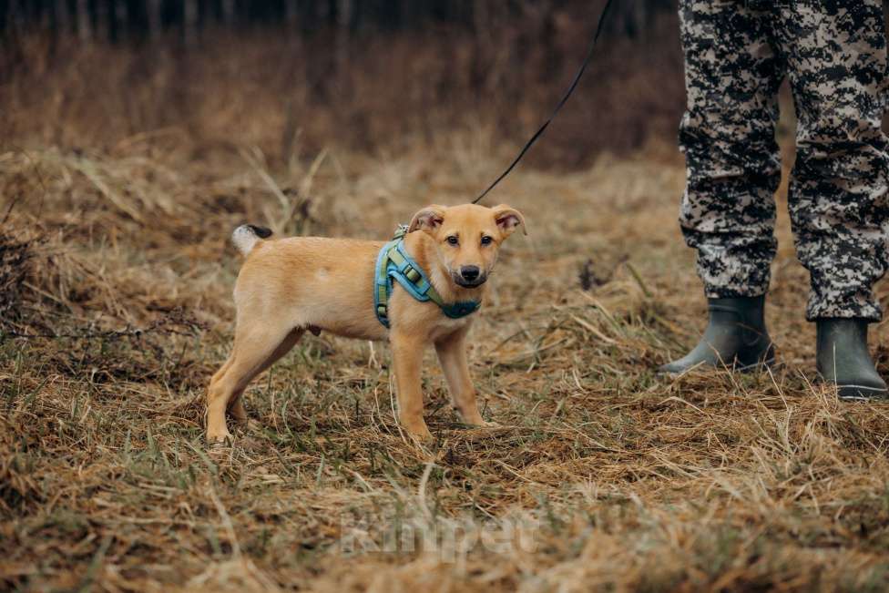 Собаки в Москве: Рыжий, маленький лисёнок в поисках дома! Мальчик, Бесплатно - фото 4