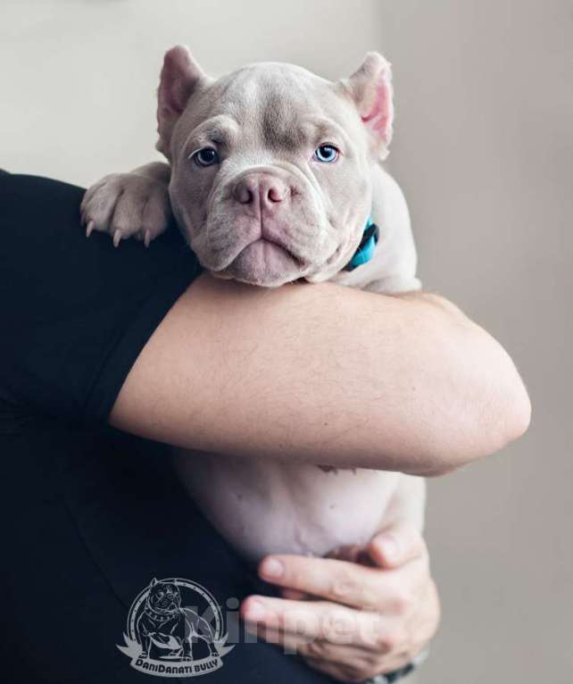 Собаки в Москве: Ам. Булли - Лиловый мальчик Булочка Мальчик, 130 000 руб. - фото 2