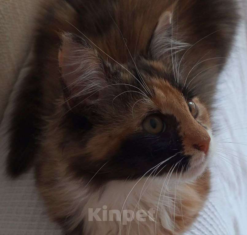 Кошки в Санкт-Петербурге: Котёнок Кася, трёхцветная-черепаховая Девочка, Бесплатно - фото 3