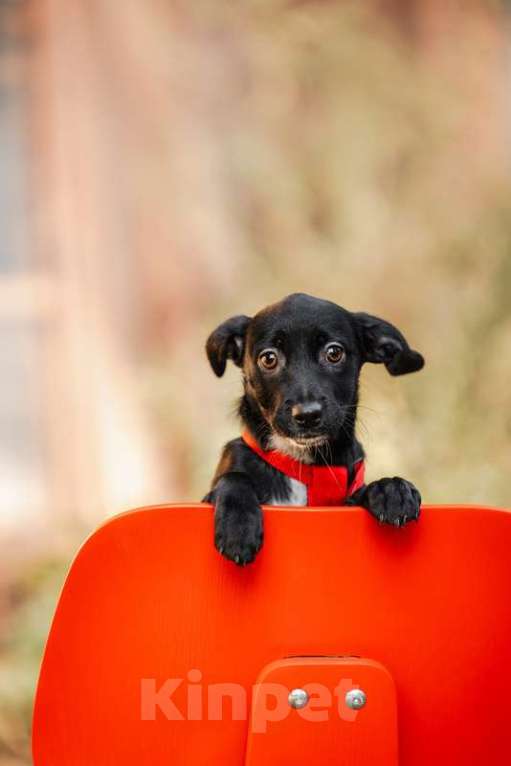 Собаки в Москве: Щенки от маленькой собаки в добрые руки Мальчик, Бесплатно - фото 8