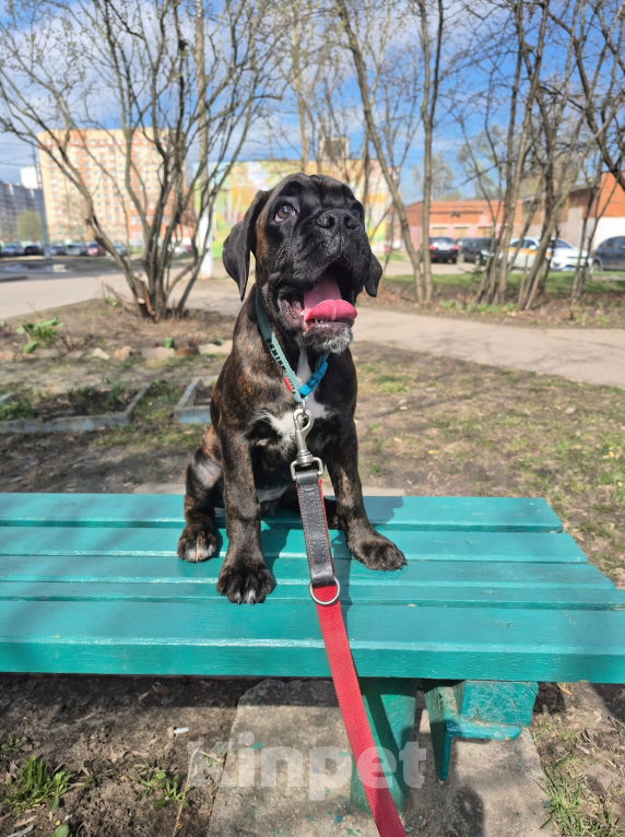 Собаки в Электростали: Щенок немецкого боксёра Девочка, Бесплатно - фото 3