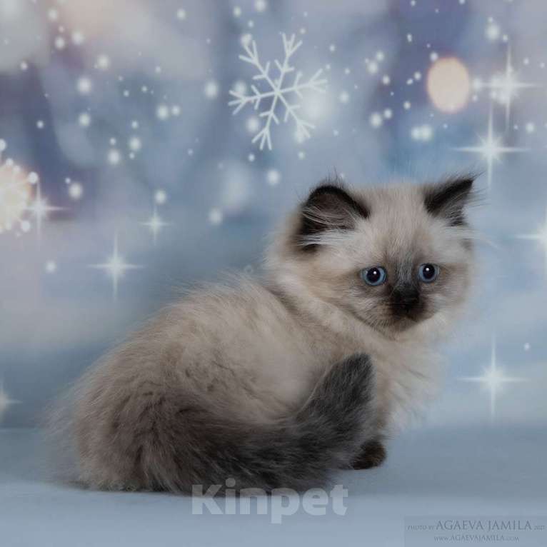 Кошки в Москве: Менуэт  Девочка, 200 000 руб. - фото 1