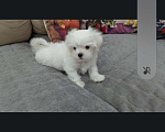 Собаки в Омске: Мальтийская болонка щенок Мальчик, 30 000 руб. - фото 3