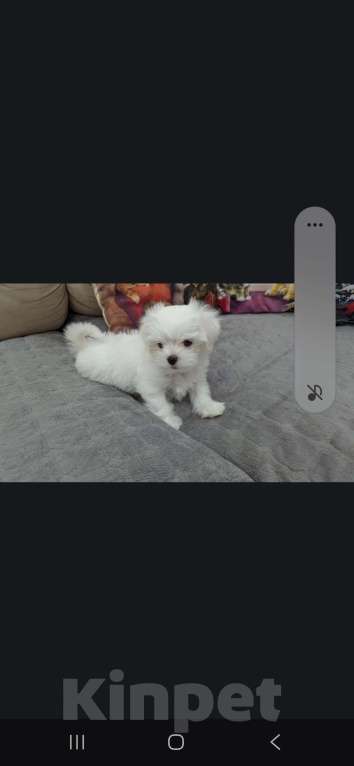 Собаки в Омске: Мальтийская болонка щенок Мальчик, 30 000 руб. - фото 3