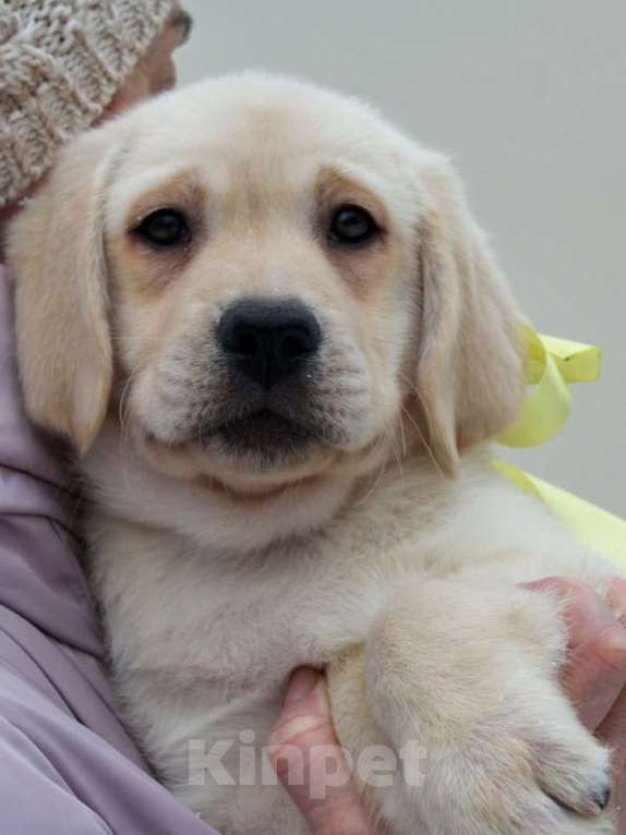 Собаки в других городах Липецкой области: Щенок лабрадора Холлабвууд'с Пиппа Девочка, 60 000 руб. - фото 1