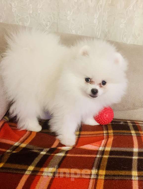 Собаки в Екатеринбурге: Щенок шпица Мальчик, 60 000 руб. - фото 3