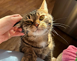 Кошки в Магнитогорске: кошка в добрые руки Девочка, Бесплатно - фото 2