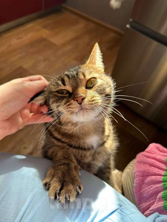 Кошки в Магнитогорске: кошка в добрые руки Девочка, Бесплатно - фото 2
