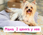 Собаки в Москве: Йорки мини Девочка, 18 000 руб. - фото 4