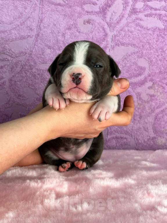 Собаки в Москве: Шикарная девочка амстаффа Девочка, 120 000 руб. - фото 6