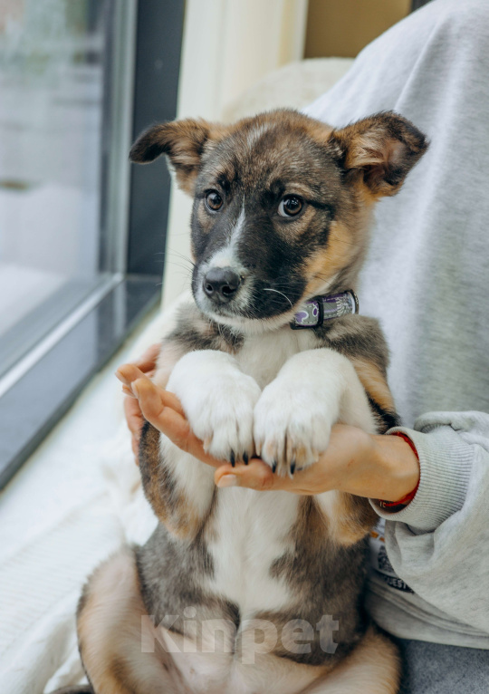 Собаки в Москве: Щенки бесплатно в Москве Девочка, Бесплатно - фото 5