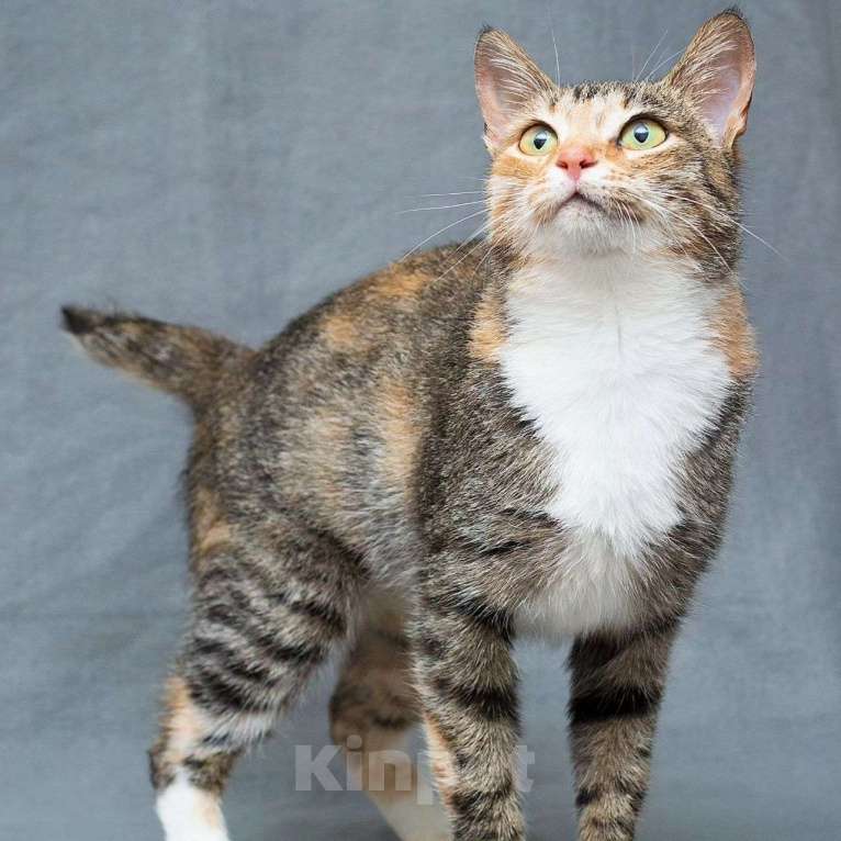 Кошки в Москве: Самая ласковая кошечка Версаче Девочка, Бесплатно - фото 3