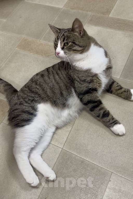 Кошки в Санкт-Петербурге: Молодой ласковый шпротик в добрые руки Мальчик, Бесплатно - фото 4