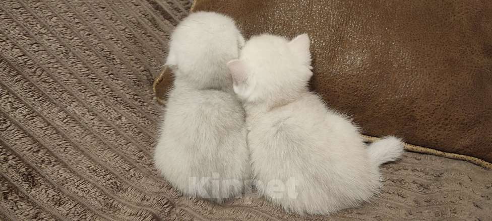 Кошки в Москве: Шотландский вислоухий котик ( скотишь фолд) ждёт людей ценящих эту роскошную породу Мальчик, Бесплатно - фото 2