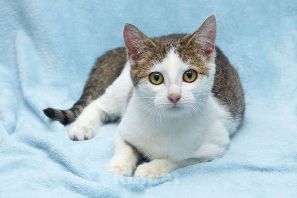 Кошки в Москве: Ищет свою семью братик Чепушиленок Мальчик, Бесплатно - фото 4