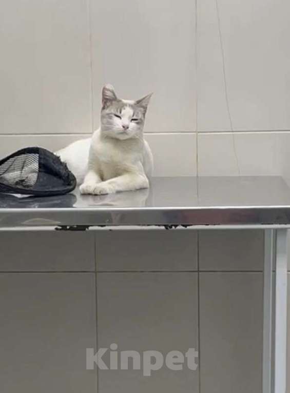 Кошки в других городах Московской области: Голубоглазая девочка Девочка, Бесплатно - фото 1