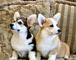 Собаки в Ростове-на-Дону: Корги  Девочка, 30 000 руб. - фото 1