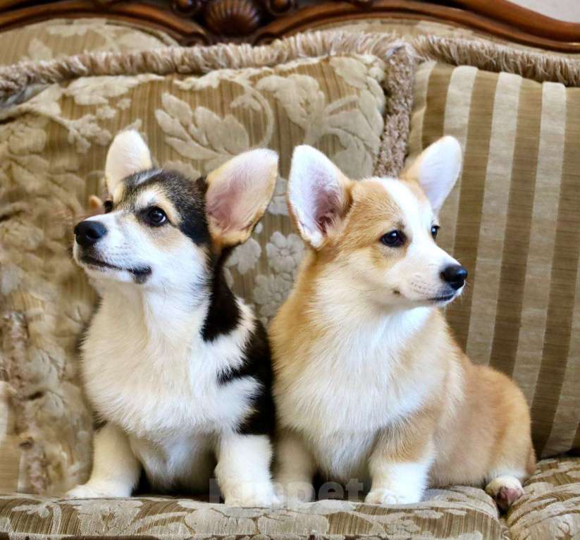 Собаки в Ростове-на-Дону: Корги  Девочка, 30 000 руб. - фото 1