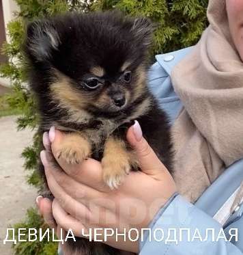 Собаки в Москве: Щенки Помчи миниатюрные Мальчик, 15 000 руб. - фото 6