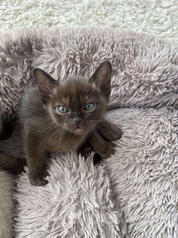 Кошки в Санкт-Петербурге: Котята европейской бурмы Разнополые, Бесплатно - фото 3