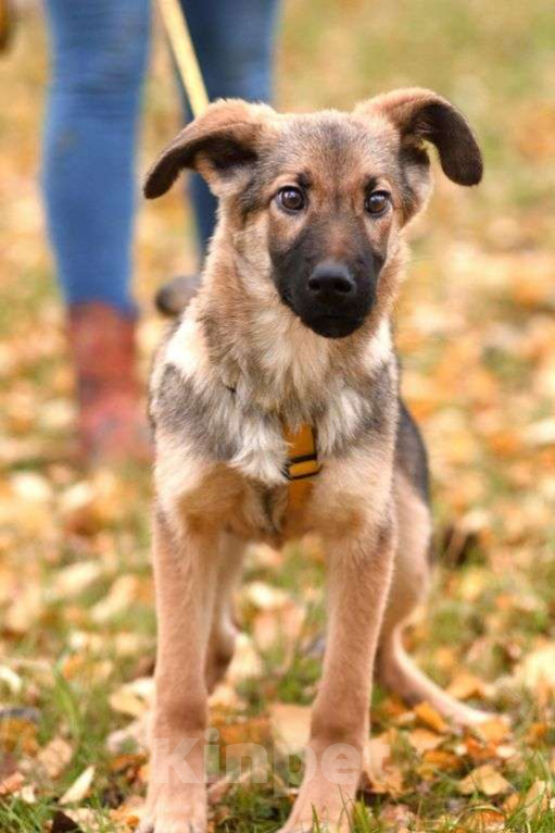 Собаки в Москве: Ассоль Девочка, Бесплатно - фото 2