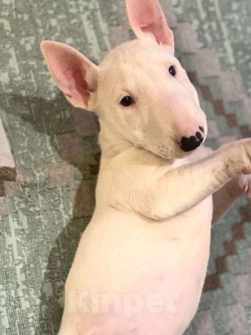 Собаки в Малоярославце: Миниатюрный бультерьер Девочка, 65 000 руб. - фото 1