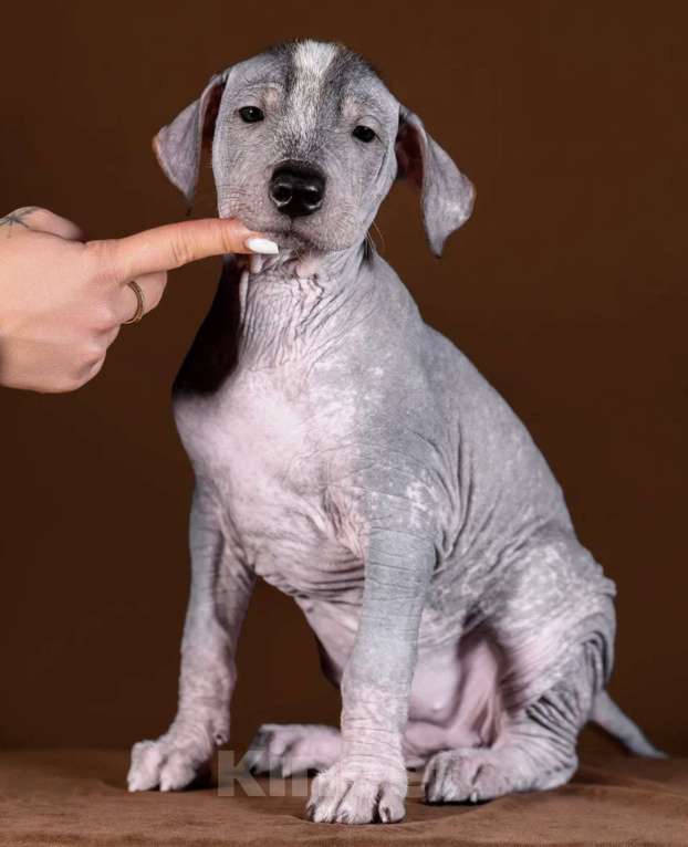 Собаки в Рыбинске: В продаже щенок ксолоитцкуинтли стандартного размера Девочка, 100 000 руб. - фото 4