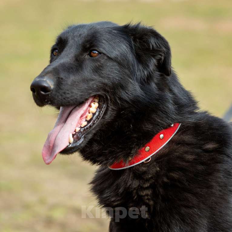 Собаки в Москве: Вальтер Мальчик, Бесплатно - фото 3