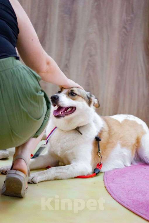 Собаки в Москве: Белая ласковая собачка Зайка в добрые руки Девочка, Бесплатно - фото 7