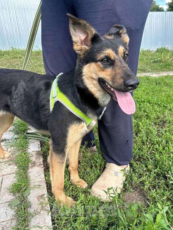 Собаки в Москве: Чудесная ласковая молодая собачка Клепа ищет дом Девочка, Бесплатно - фото 2