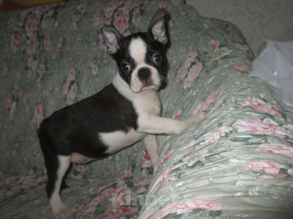 Собаки в Пскове: Мальчик бостон терьер Мальчик, 50 000 руб. - фото 2