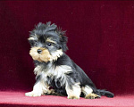 Собаки в Ижевске: Йоркширский терьер, девочка Девочка, 50 000 руб. - фото 2