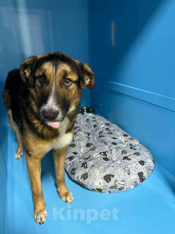 Собаки в Москве: Идеальная собака для семьи с детьми Девочка, Бесплатно - фото 3