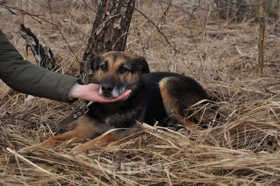 Собаки в Ногинске: Астор - небольшой пёсик ждет свою семью в приюте Мальчик, Бесплатно - фото 6