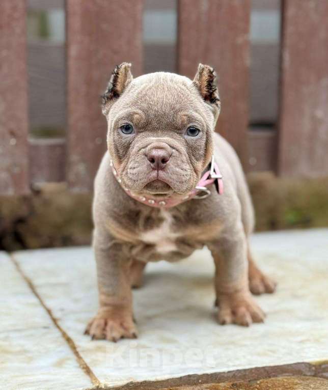 Собаки в других городах Московской области: Щенок американский булли Мальчик, 120 000 руб. - фото 3