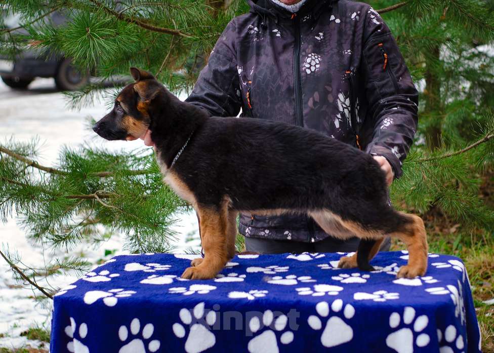 Собаки в других городах Московской области: Девочка  топ класса  Девочка, 60 000 руб. - фото 4